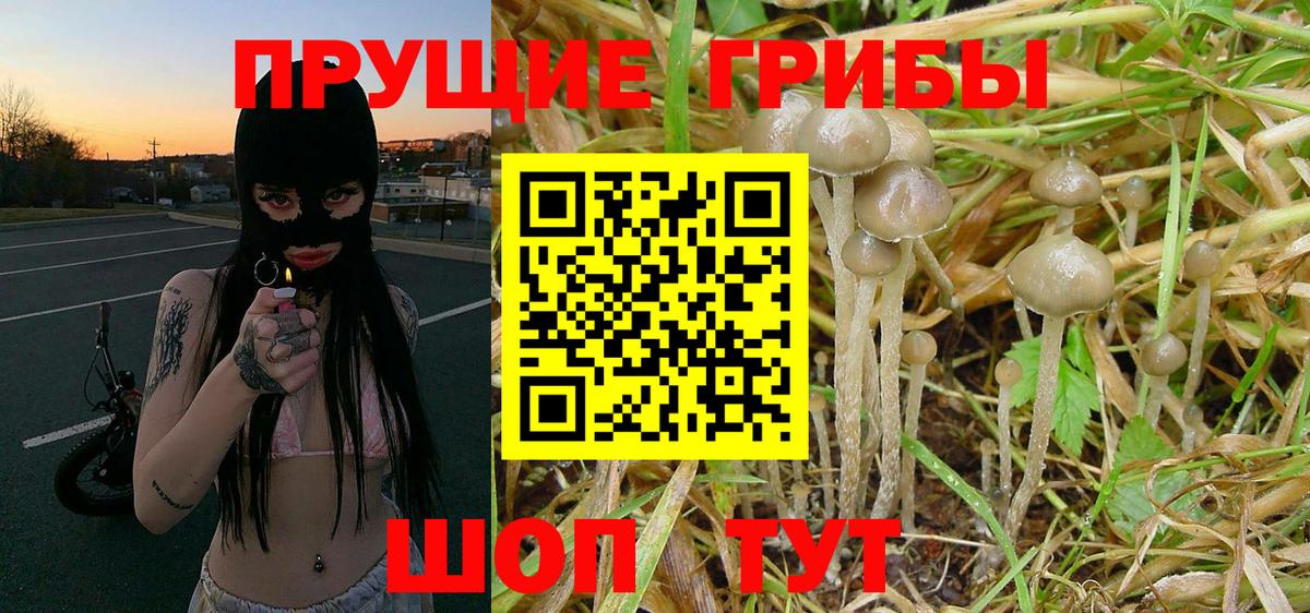 Галлюциногенные грибы Psilocybe Наро-Фоминск